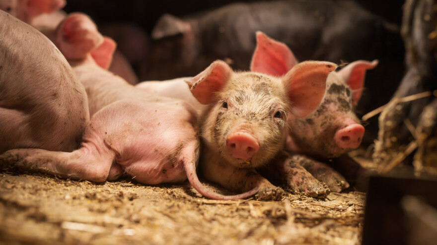 Oko 600 prasadi uginulo od gladi na svinjogojskoj farmi