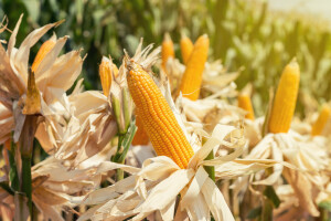 Zabranom glifosata i uvoza GMO kukuruza Meksiko zadaje udarac SAD-u