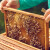Borba za prava evropskih pčelara kreće iz Beograda