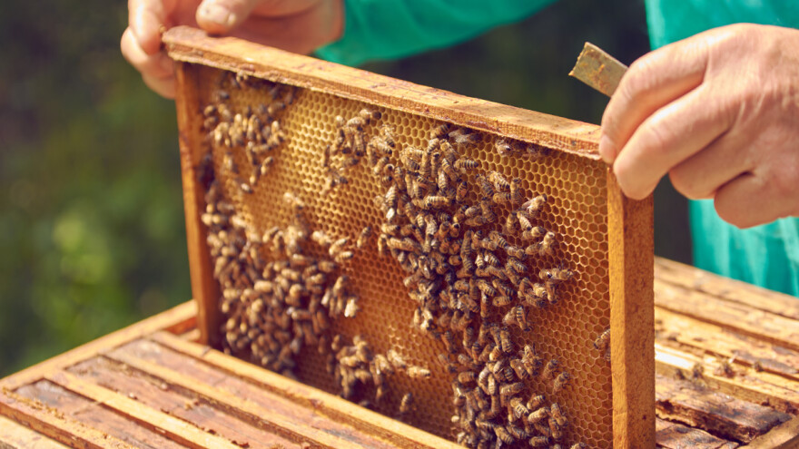 Borba za prava evropskih pčelara kreće iz Beograda