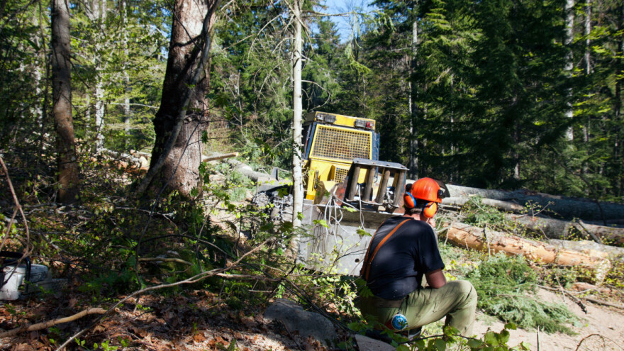 Policija zatekla šumokradice na djelu, odmah uhapšeni