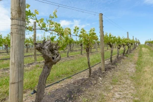 Koji su obavezni zahvati zelene rezidbe u vinogradu?