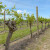 Koji su obavezni zahvati zelene rezidbe u vinogradu?