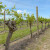Koji su obavezni zahvati zelene rezidbe u vinogradu?