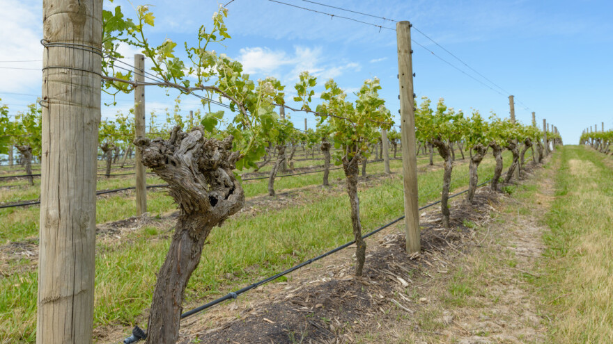 Koji su obavezni zahvati zelene rezidbe u vinogradu?
