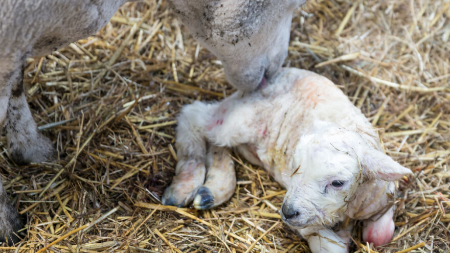 Kada i kako pomoći ovci kod janjenja?
