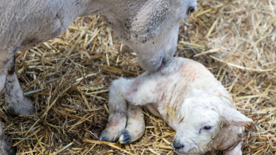 Postepeno zalučivanje pozitivno utiče na jagnjad, ali i rano ima svoje prednosti
