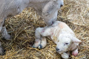 Postepeno zalučivanje pozitivno utiče na jagnjad, ali i rano ima svoje prednosti