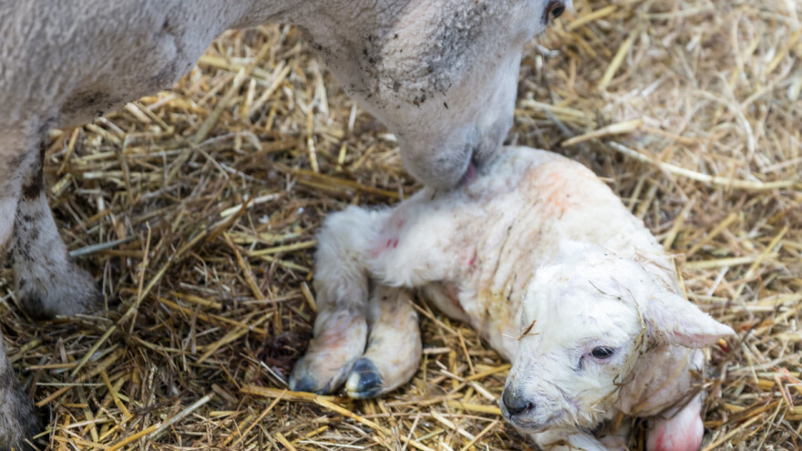 Postepeno zalučivanje pozitivno utiče na jagnjad, ali i rano ima svoje prednosti