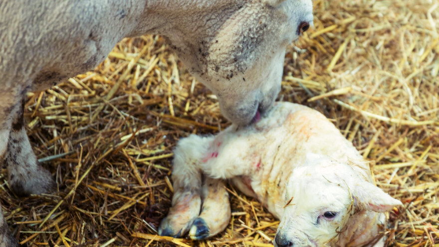 Kakav prostor ovčarnika osigurati za janjenje u siječnju?
