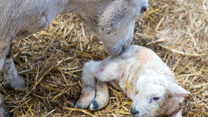 U zimskom periodu jagnji se najviše ovaca: Kada treba pomoći?
