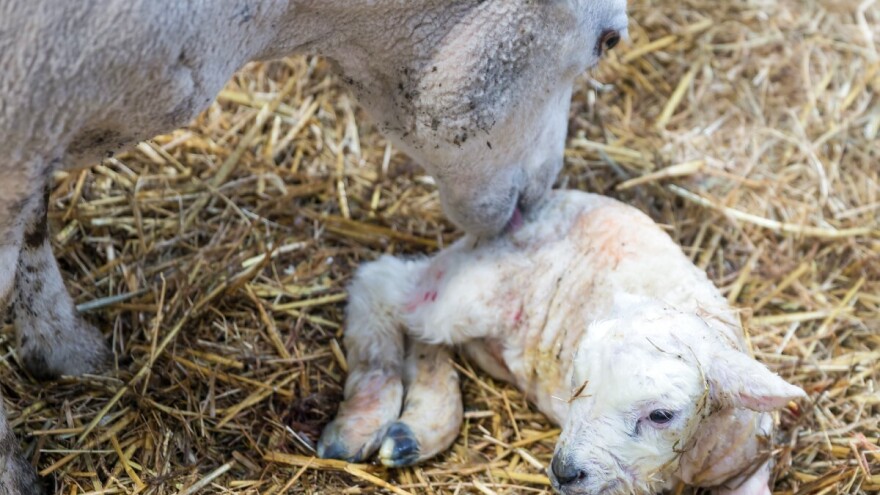 U zimskom periodu janji se najviše ovaca: Kada treba pomoći?