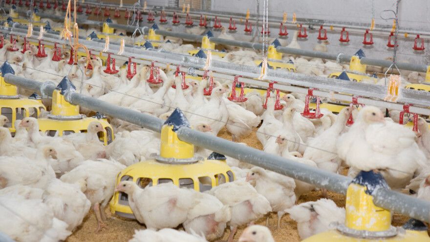 Hranili živinu štetnim mastima, a da nisu ni znali - konzumacija mesa opasna po zdravlje?