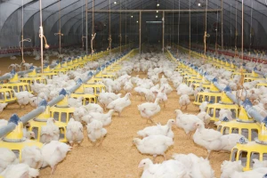 Zbog prisustva Salmonelle naloženo sanitarno klanje blizu 20.500 pilića