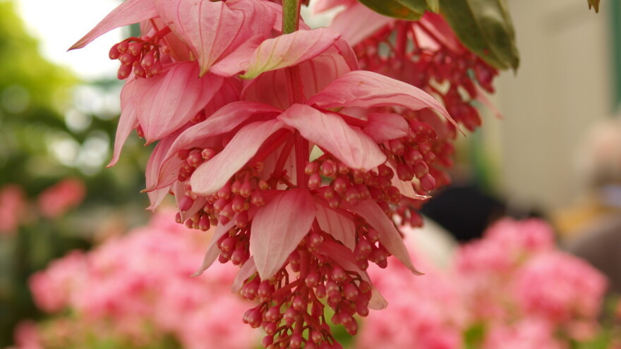 Medinila - veličanstvena tropska lepotica