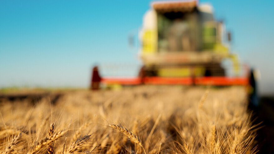 Cene žitarica ponovo u padu, ratari mudro čekaju