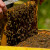 Isplaćeno 1,2 milijuna kuna za saniranje šteta uzrokovanih pomorom pčelinjih zajednica