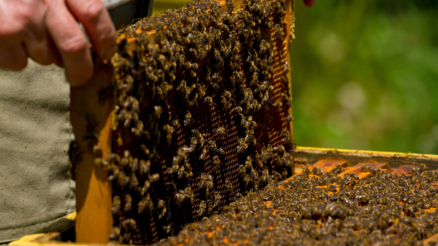 Isplaćeno 1,2 milijuna kuna za saniranje šteta uzrokovanih pomorom pčelinjih zajednica