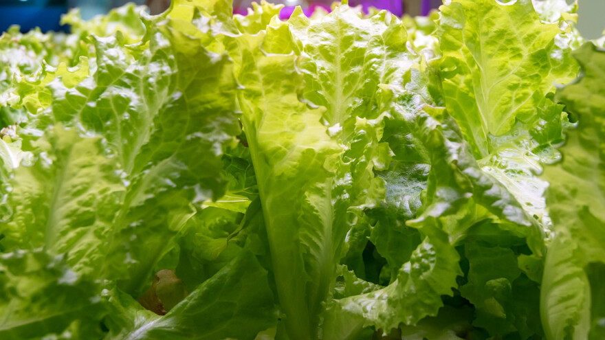 Razvijaju robote veličine crva za praćenje useva