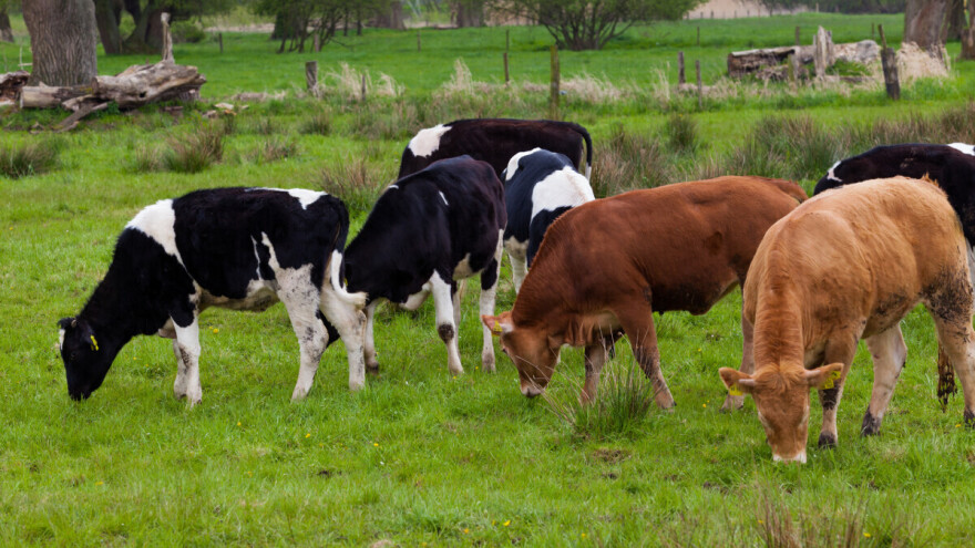 Izbacivanje mesa iz ishrane neće smanjiti zagađenje životne sredine - rešenje je u ispaši stoke?