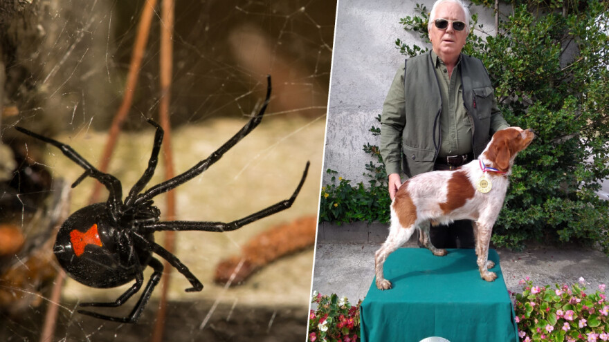 Zbog ugriza crne udovice završio u bolnici - bolovi su bili nepodnošljivi