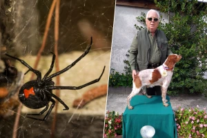 Zbog ugriza crne udovice završio u kninskoj bolnici - bolovi su bili nepodnošljivi