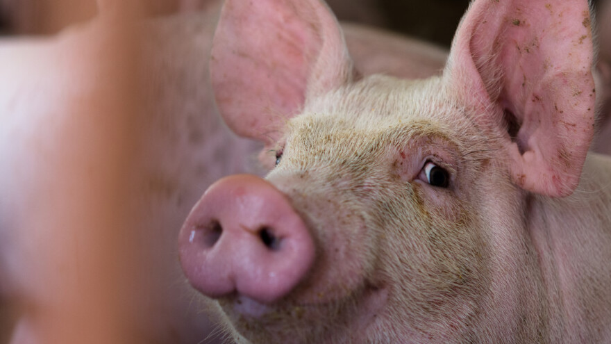 Evorpski projekt Vax4ASF razvijat će vakcinu protiv afričke svinjske kuge