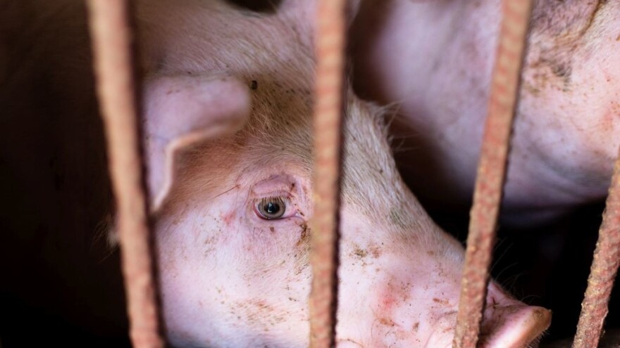 Upozorenje o nepropisno ispitanim vakcinama protiv afričke kuge svinja