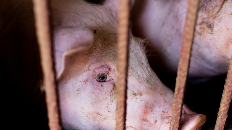 U požaru stradalo 3.000 svinja, a 6.000 spašeno