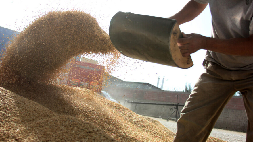Rast cena pšenice na berzi u Novom Sadu