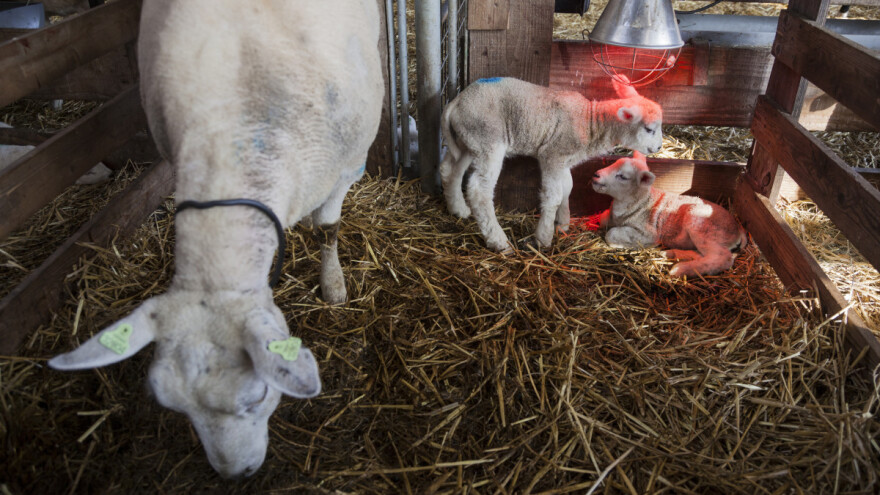 Evo osam najčešćih uzroka uginuća jagnjadi i jaradi - kako ih sprečiti?