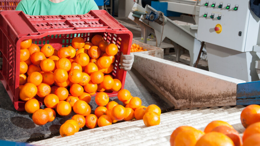 Narandže iz Južne Afrike vraćene s bh. granice, otkrivena štetočina