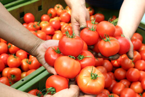 Umesto za paradajz, 850.000 evra iz EU fondova "otišlo" za kriminal