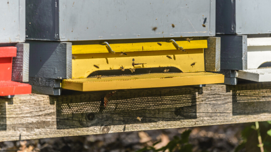 Hrvatska novim Zakonom o uzgoju domaćih životinja zaštitila sivu pčelu