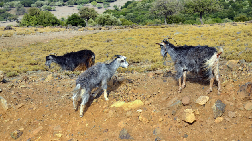 Koze im pojele otok - pobrstile sve zelenje i uzrokovale eroziju tla