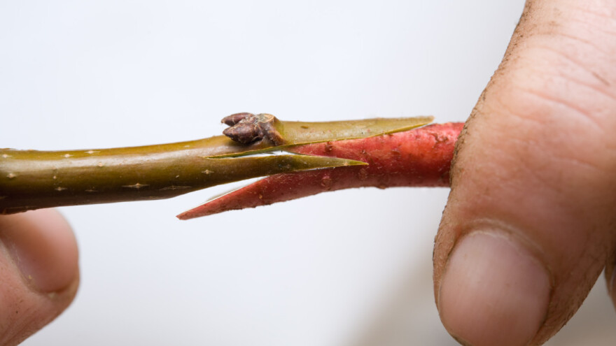 Engleski i V spoj za zimsko kalemljenje