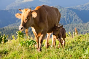 Zbog vrućine biljke i životinje trpe toplotni stres, ima li promjene vremena?