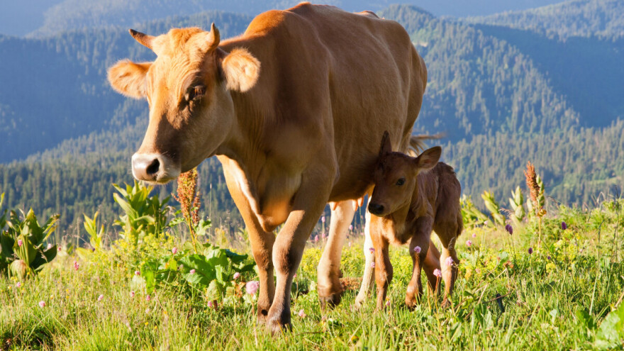 Zbog vrućine biljke i životinje trpe toplotni stres, ima li promjene vremena?