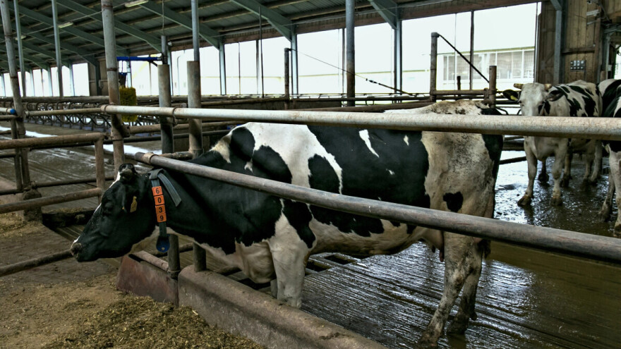 Što se događa s kravama zaraženim ptičjom gripom? Mlijeko bacaju
