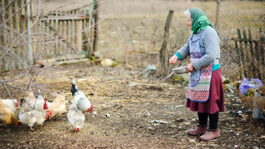 Kokoške ranije ležu: Do kada će trajati Miholjsko leto?