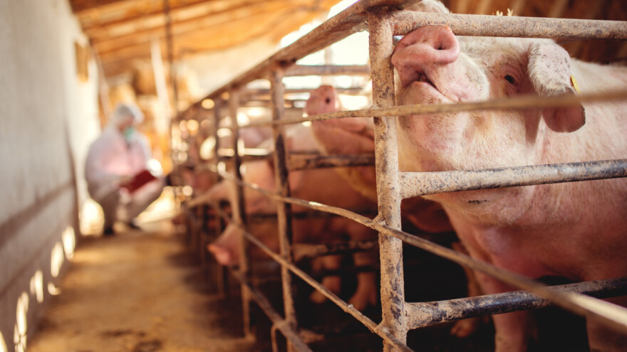 Antibiotici se manje koriste kod životinja za prehranu nego kod ljudi