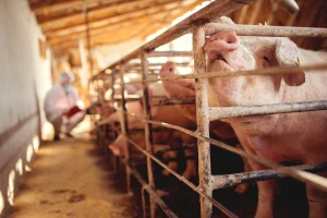 Antibiotici se manje koriste kod životinja za ishranu nego kod ljudi