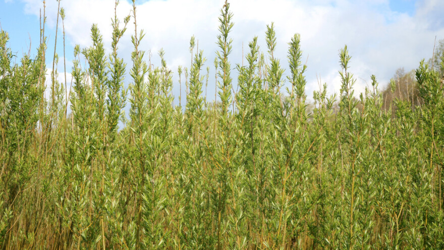 "Energetske" vrbe najavljuju zeleniju budućnost balkanskih zemalja?