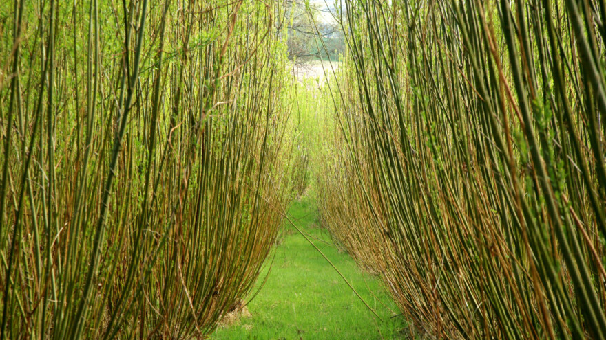 Košaračka vrba može se koristiti kao stelja, biogorivo, ogrjev, malč