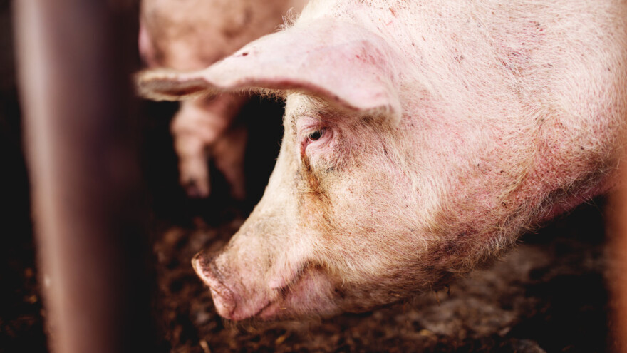 Ogromna šteta: Zbog afričke kuge ispražnjena farma u Bogatiću