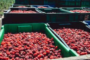 Očekuje se rast otkupne cijene maline ove godine, sve zavisi od jedne države