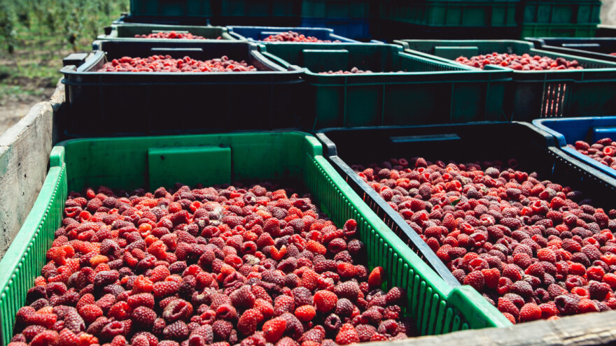 Očekuje se rast otkupne cijene maline ove godine, sve zavisi od jedne države