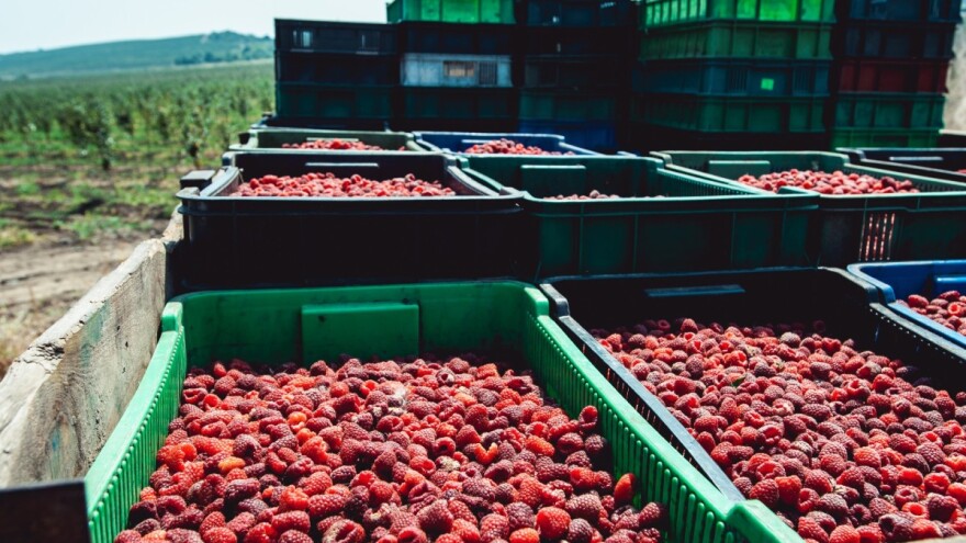 Rod maline nadmašio lanjski - u jednoj regiji otkupljeno 450 tona
