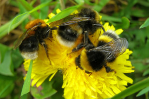 Bumbari su još uvijek posebno ugroženi uprkos pooštrenim propisima o pesticidima