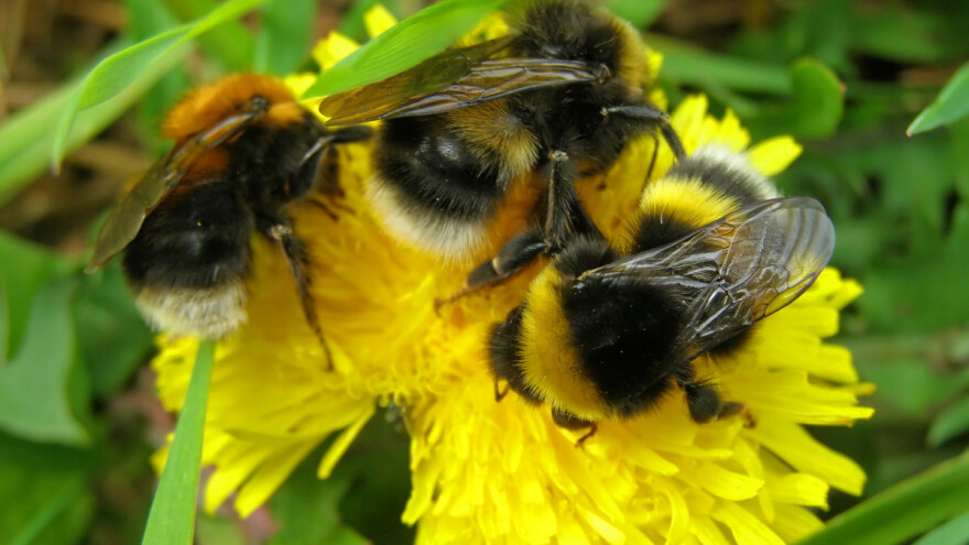 Bumbari su još uvijek posebno ugroženi unatoč pooštrenim propisima o pesticidima